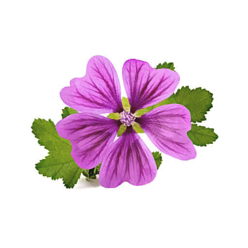 Malva