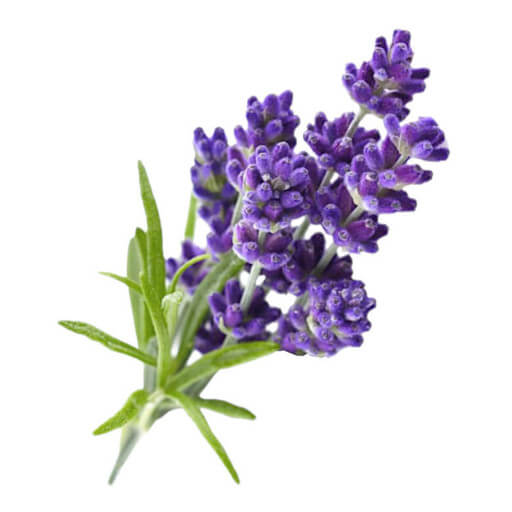 Lavanda