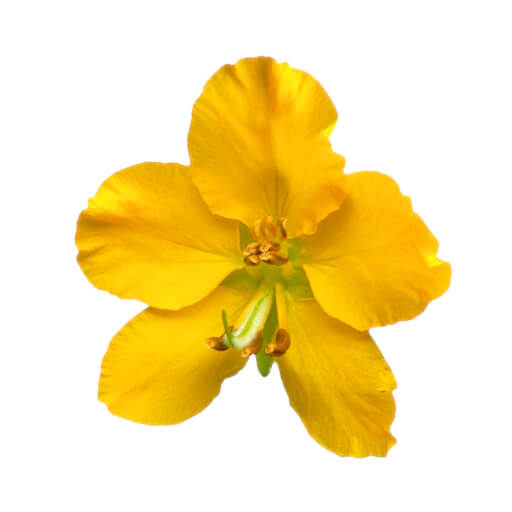 Sen