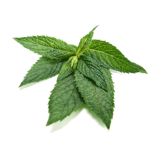 Menta piperita