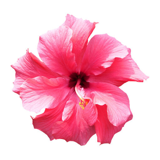 Hibisco