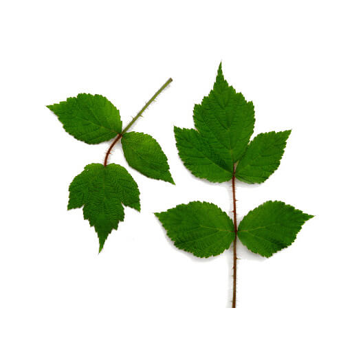 Hojas de mora