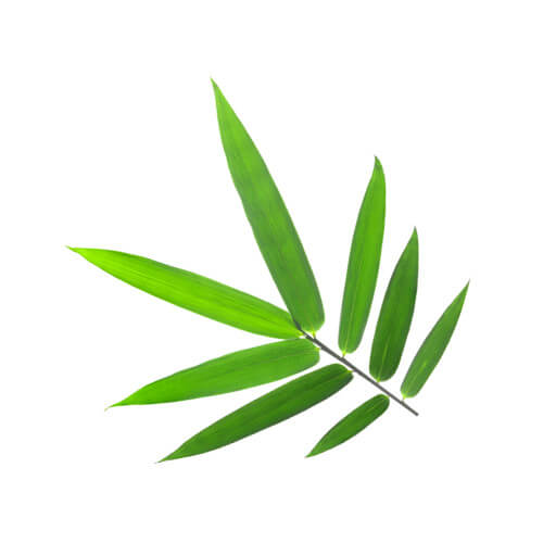 Hojas de bambú