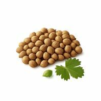 Cilantro