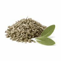 Salvia