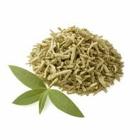 Verbena