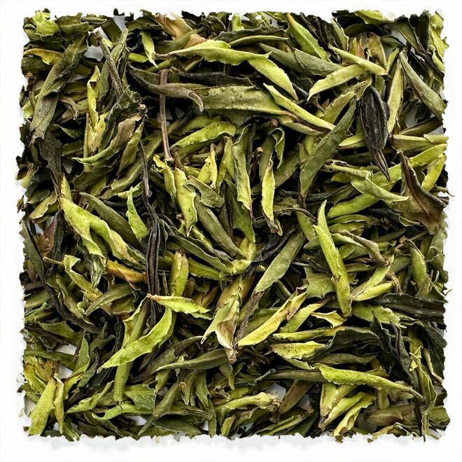 Wild Ancient Tree Blanco